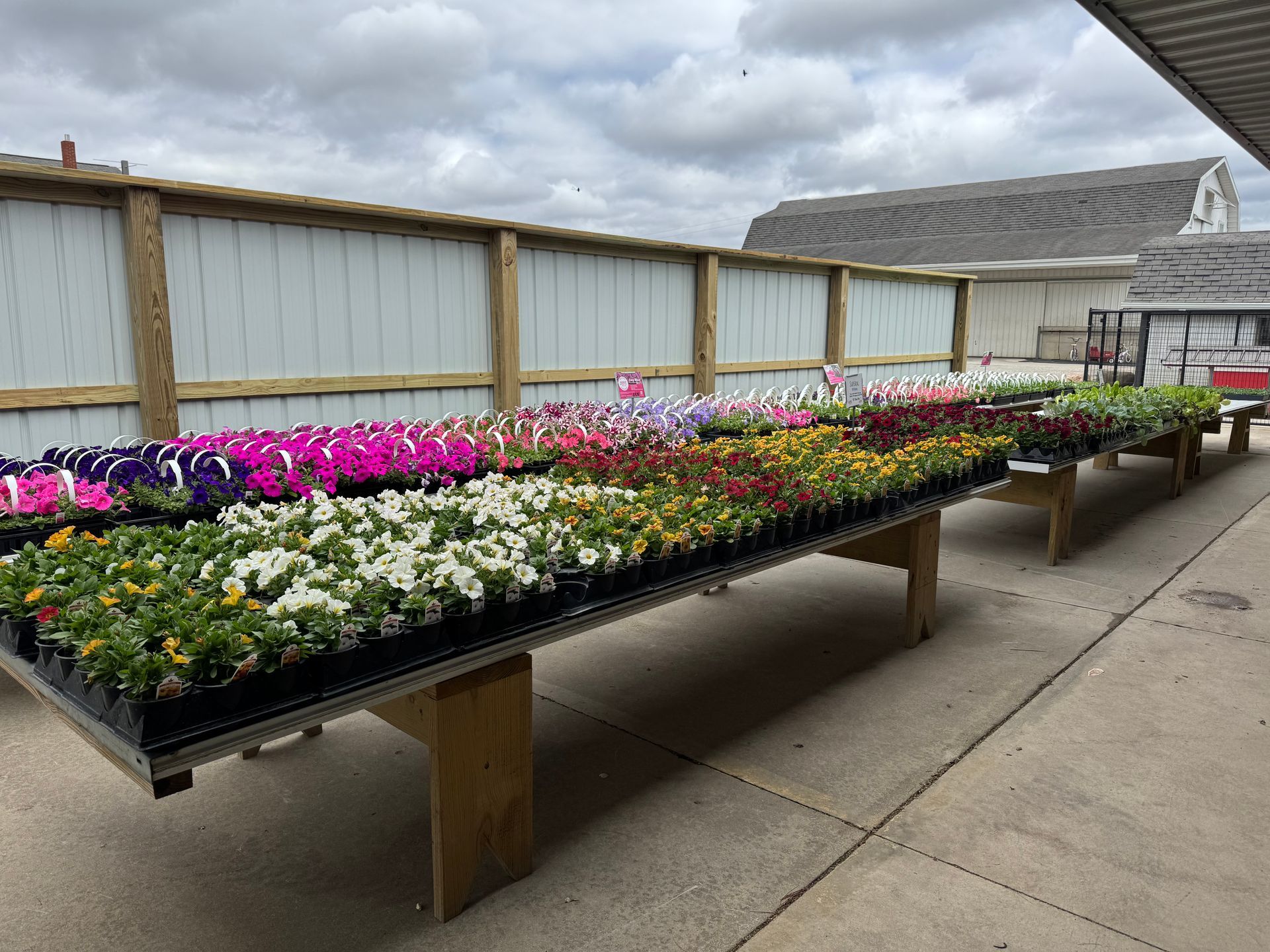 A row of wooden tables filled with potted flowers.