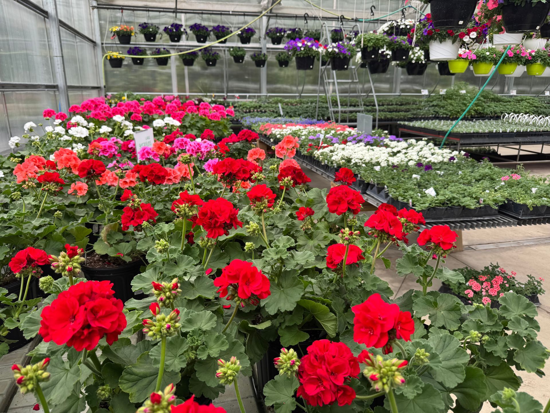 A greenhouse filled with lots of red and pink flowers.