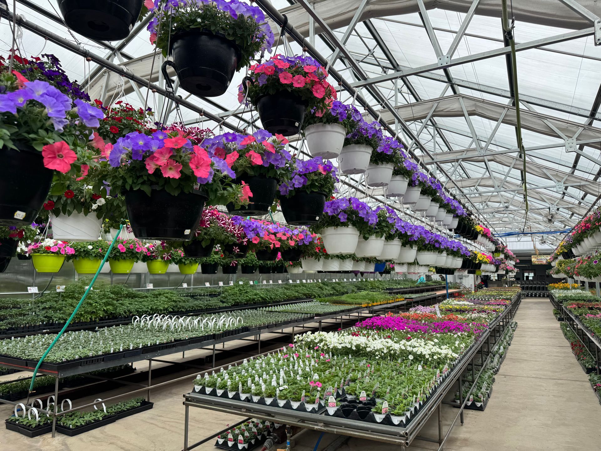 A greenhouse filled with lots of potted plants and hanging baskets of flowers.