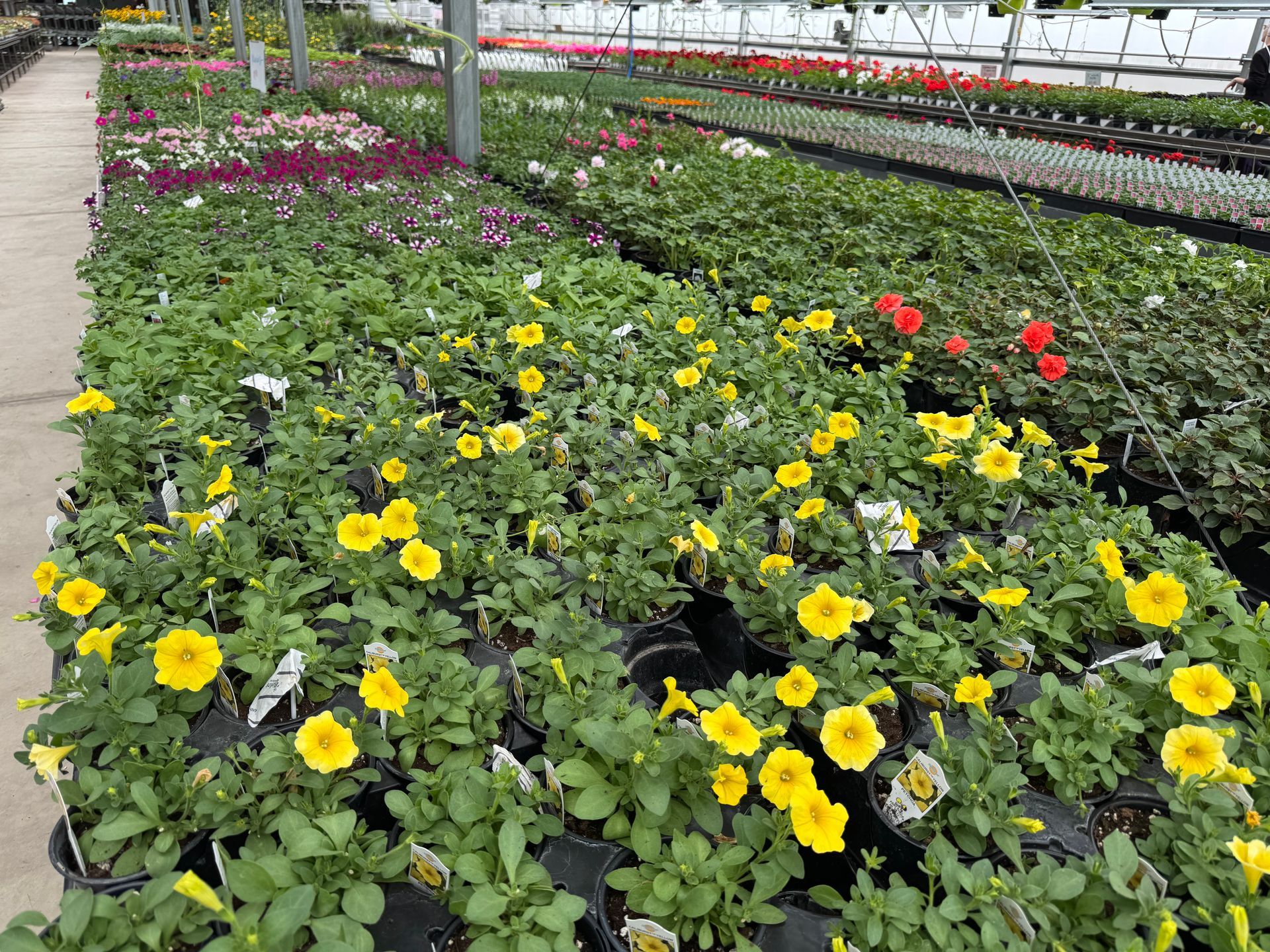 A greenhouse filled with lots of yellow and red flowers.