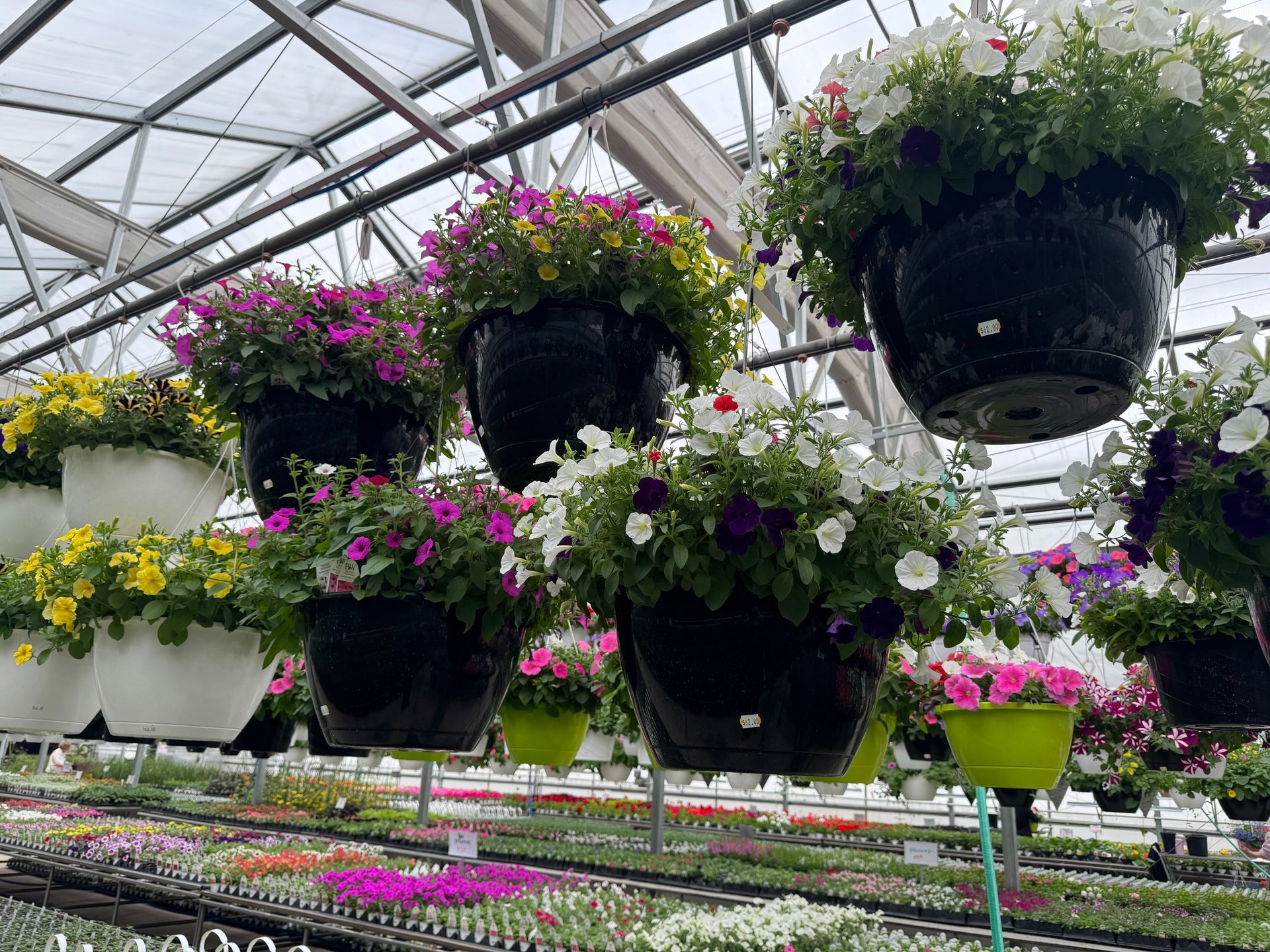 A greenhouse filled with lots of hanging baskets of flowers