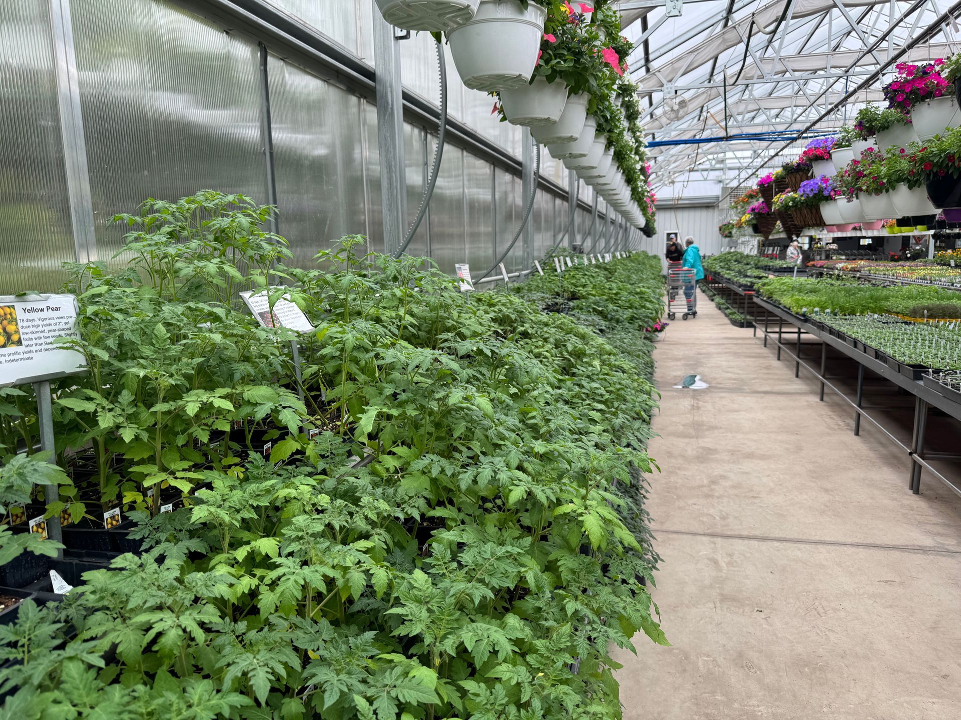 A greenhouse filled with lots of plants and flowers.