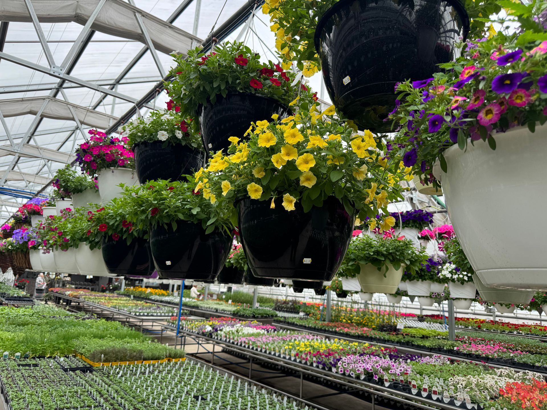 A greenhouse filled with lots of potted flowers hanging from the ceiling.