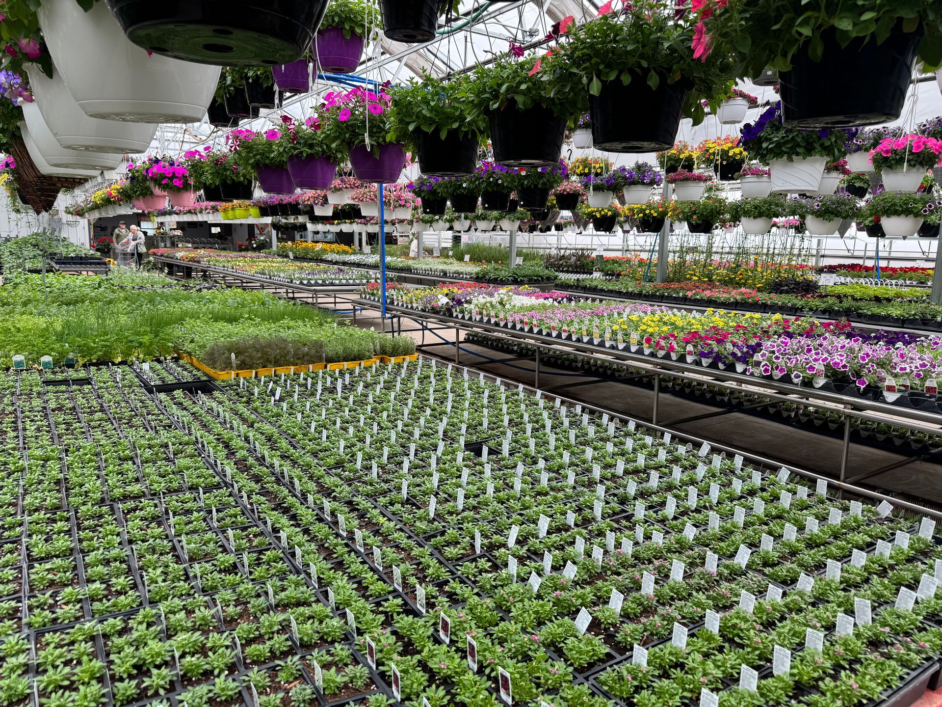 A greenhouse filled with lots of potted plants and hanging baskets of flowers.