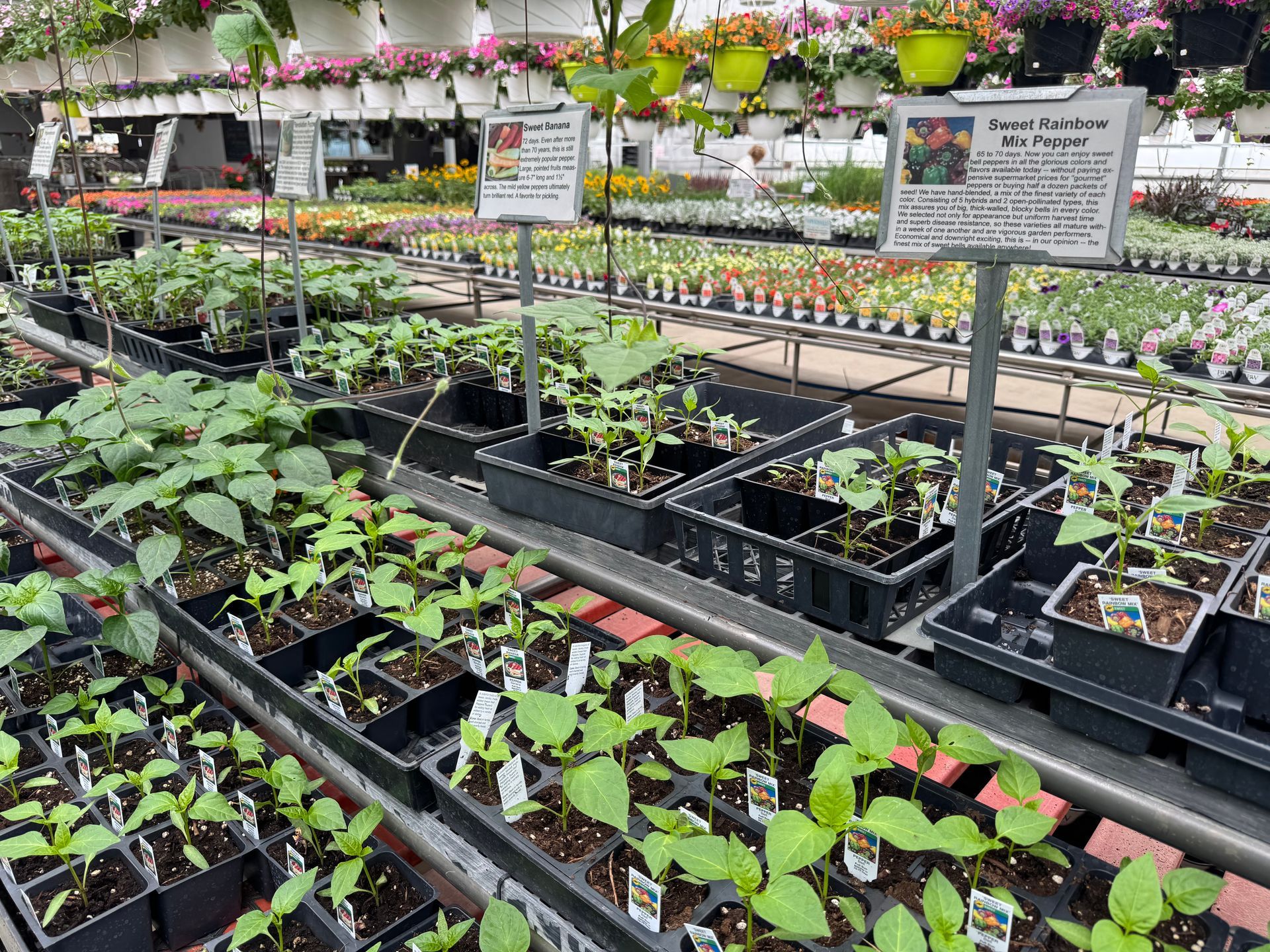 A greenhouse filled with lots of potted plants and flowers.
