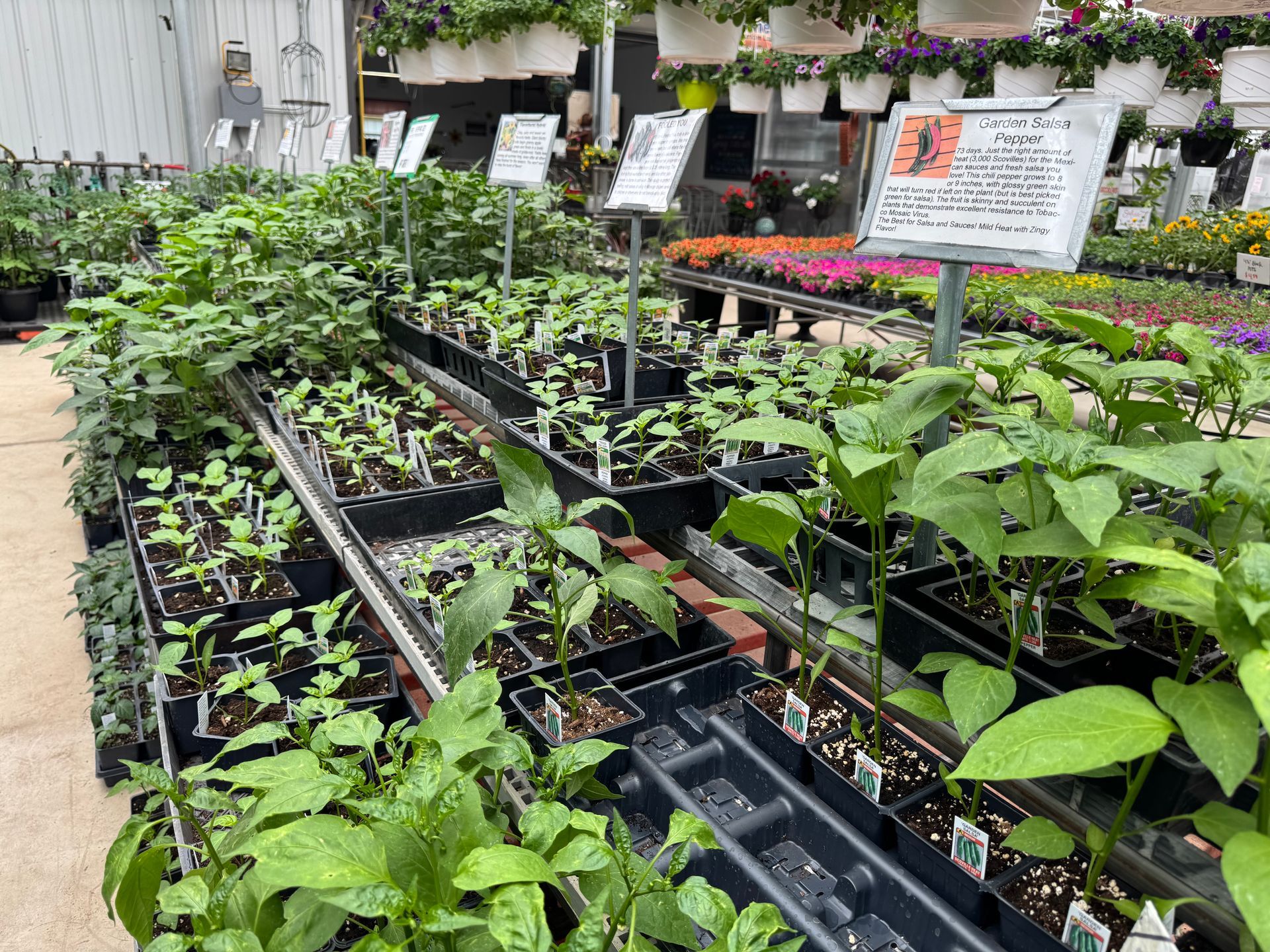 A greenhouse filled with lots of potted plants and flowers.