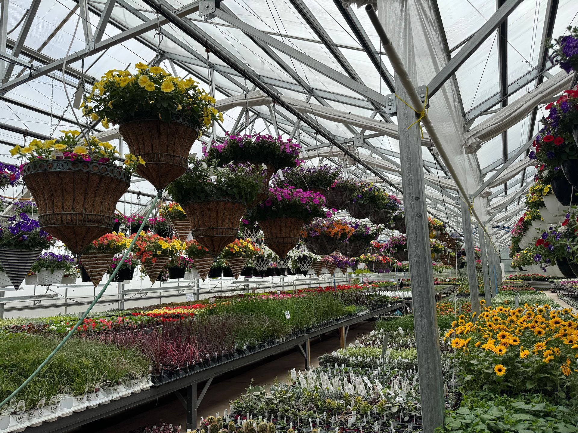 A greenhouse filled with lots of hanging baskets of flowers.