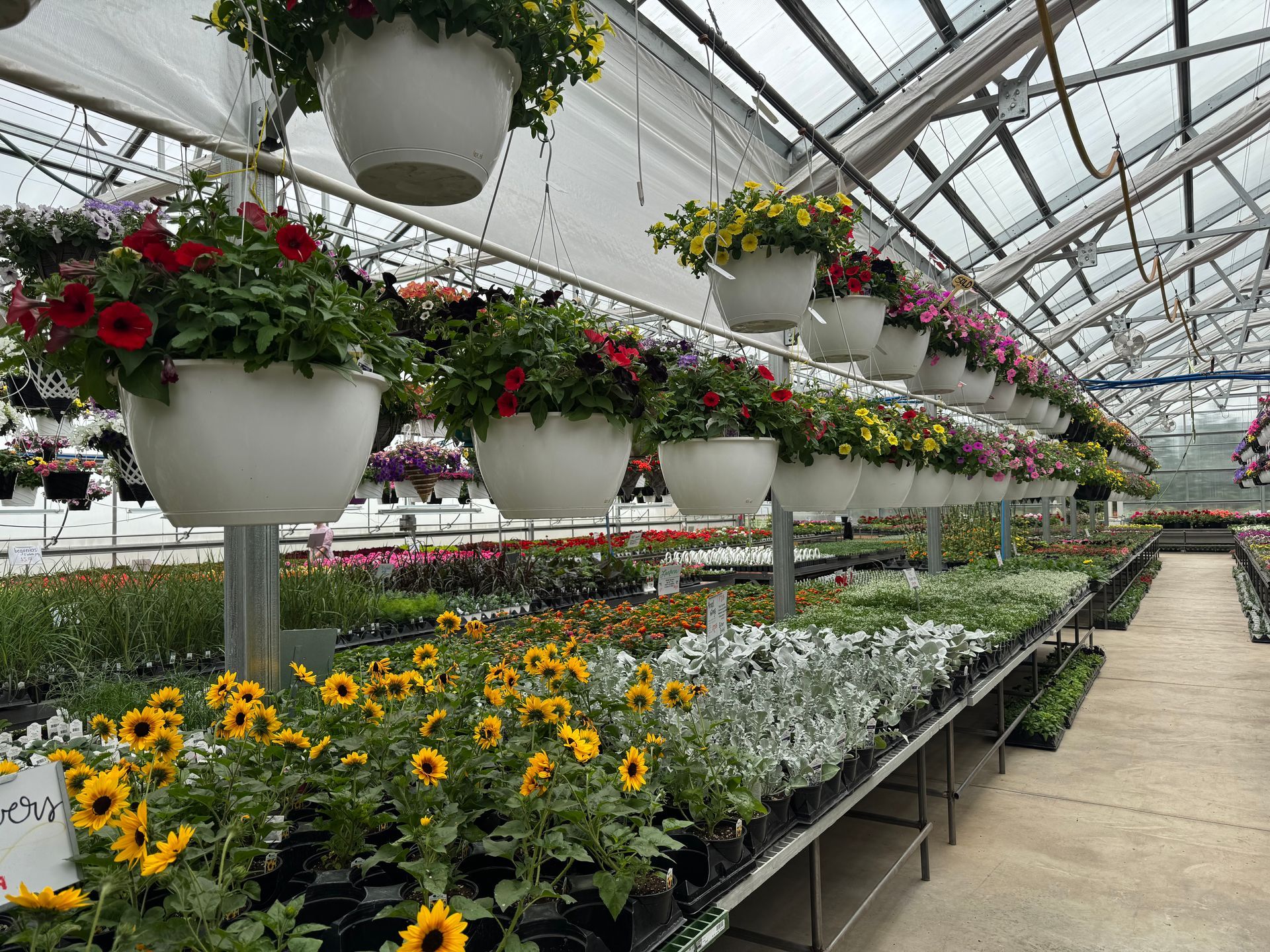 A greenhouse filled with lots of potted plants and hanging baskets of flowers.