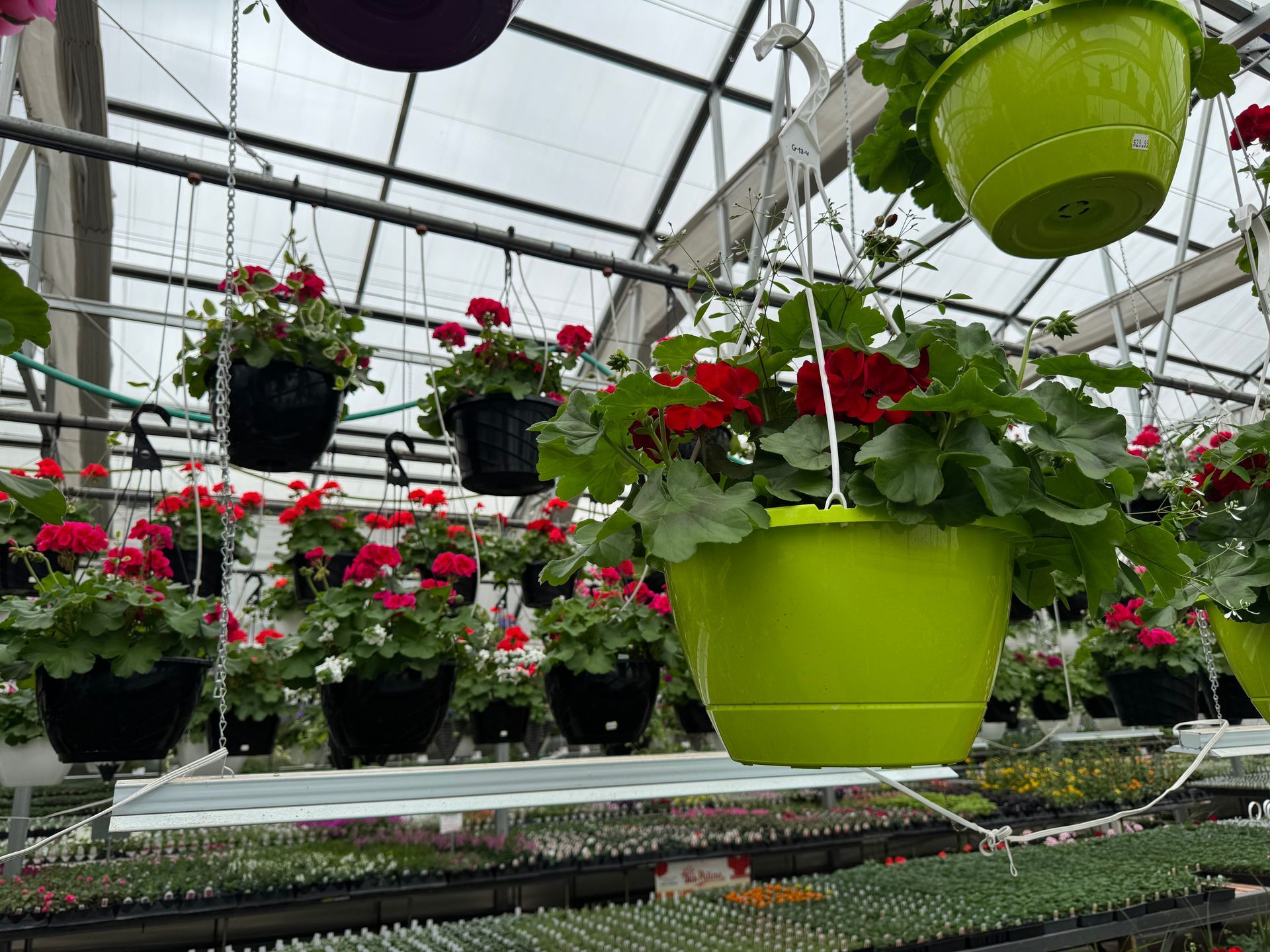 A greenhouse filled with lots of potted plants hanging from the ceiling.