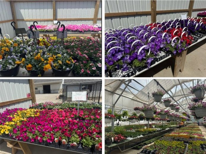 Flower greenhouse with rows of colorful potted blooms, including purple, pink, orange, and yellow flowers