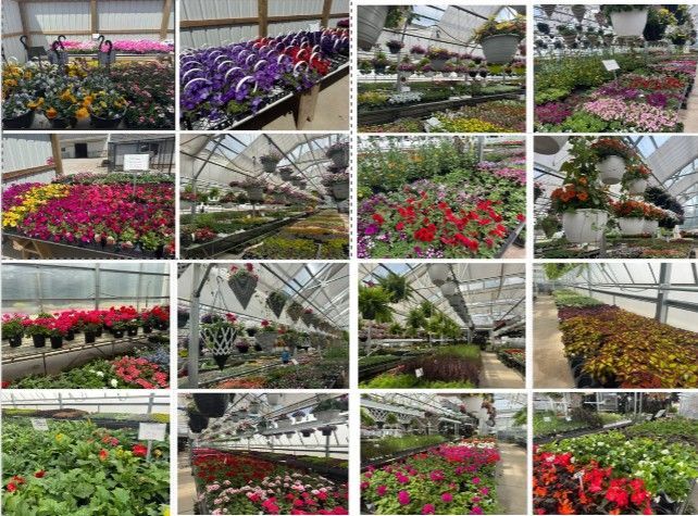 Collage of greenhouse flower beds with colorful blooming plants in rows and hanging baskets