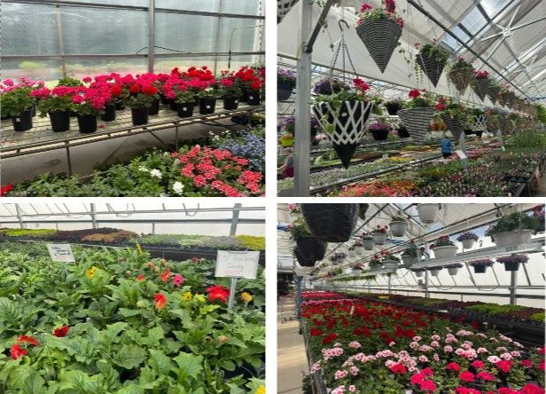 Flower-filled greenhouse with rows of red, pink, and white blooms on benches and hanging baskets