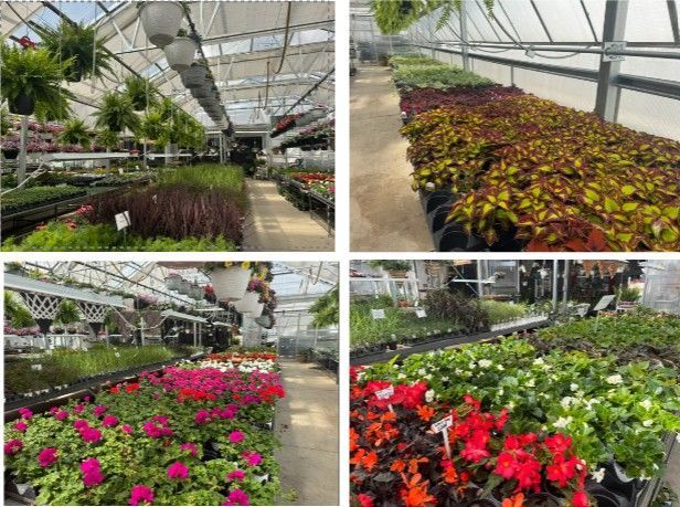 Views of a greenhouse filled with colorful flowering plants and rows of potted greenery