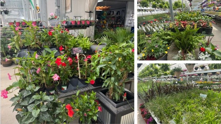 Potted flowering plants with pink and red blooms displayed in rows at a garden center