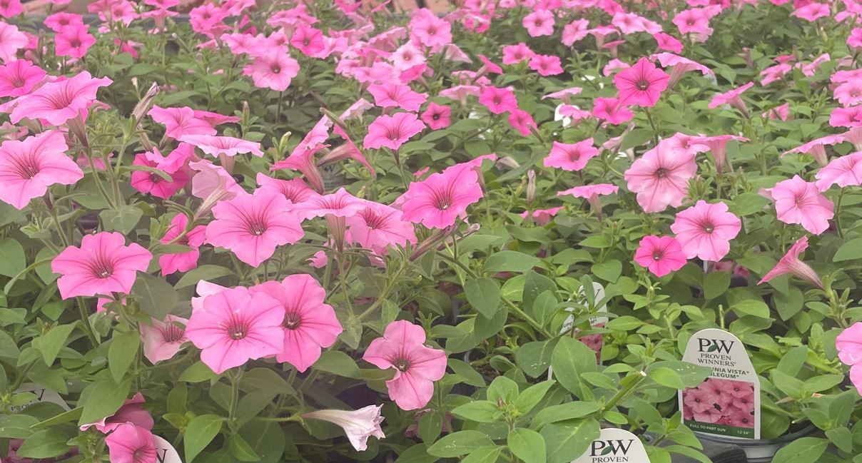 A bunch of pink flowers are growing in a garden.