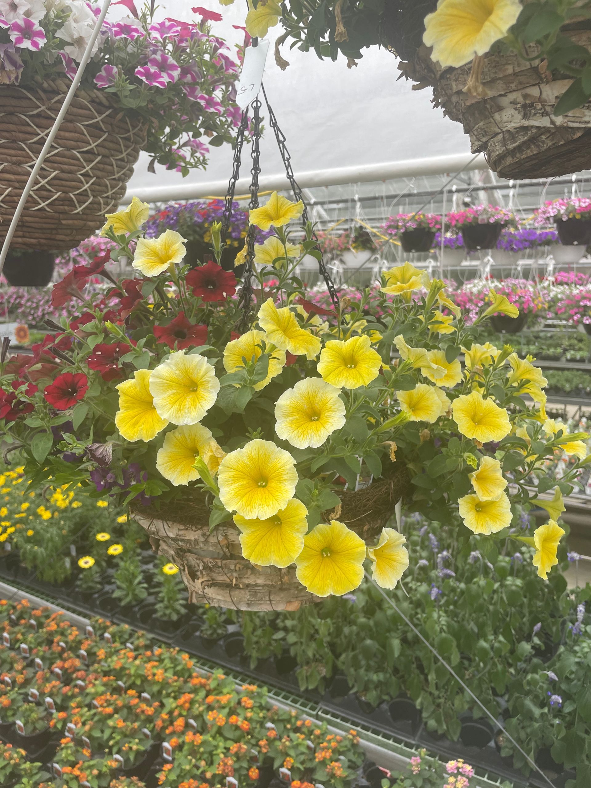 A hanging basket filled with yellow flowers in a greenhouse