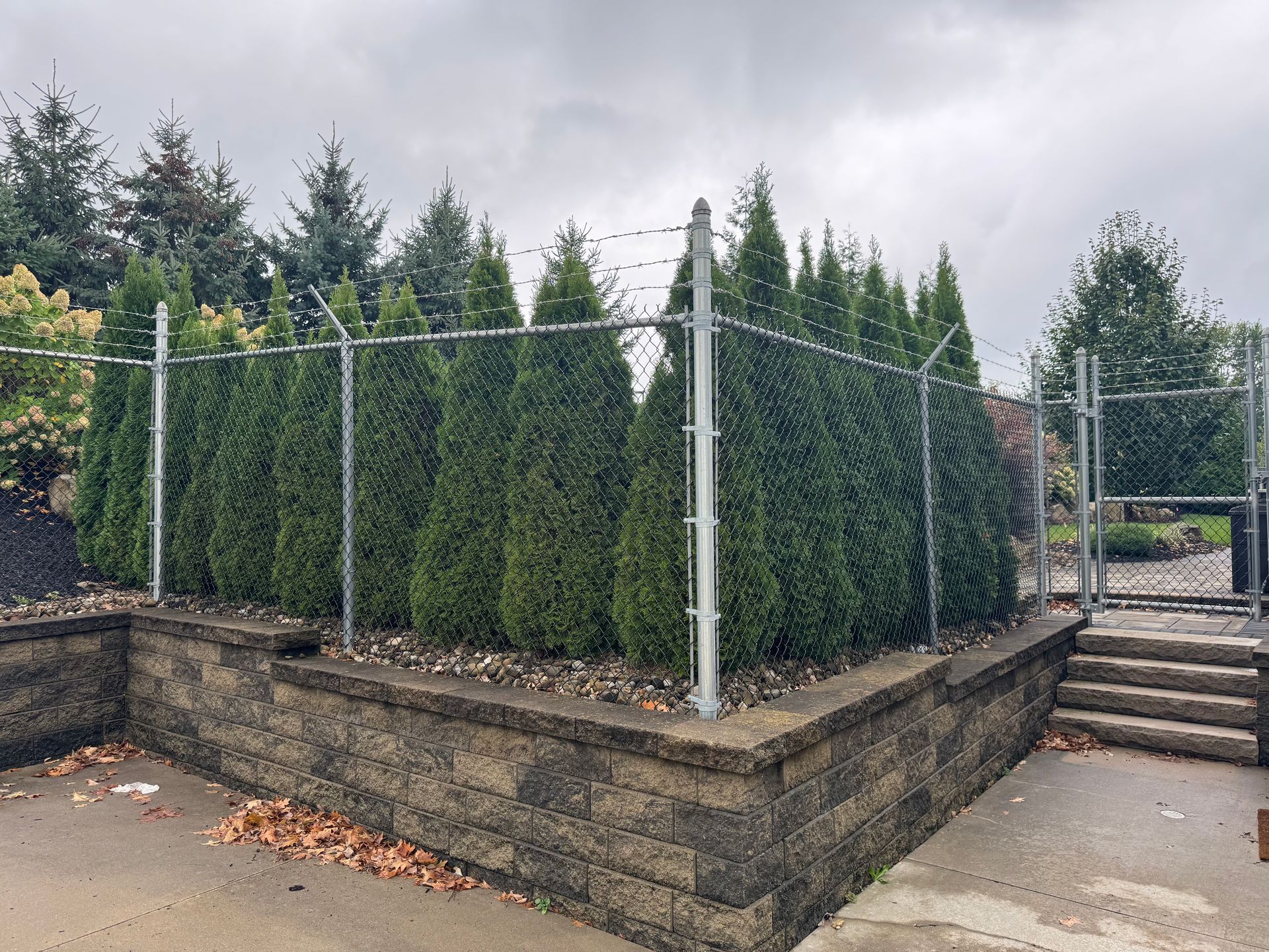 Green arborvitae trees line a chain link fence atop a retaining wall.