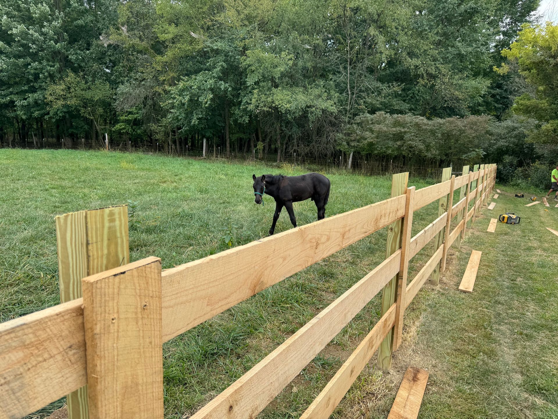 A black horse walks in a green field beside a new wooden fence in front of a line of trees.