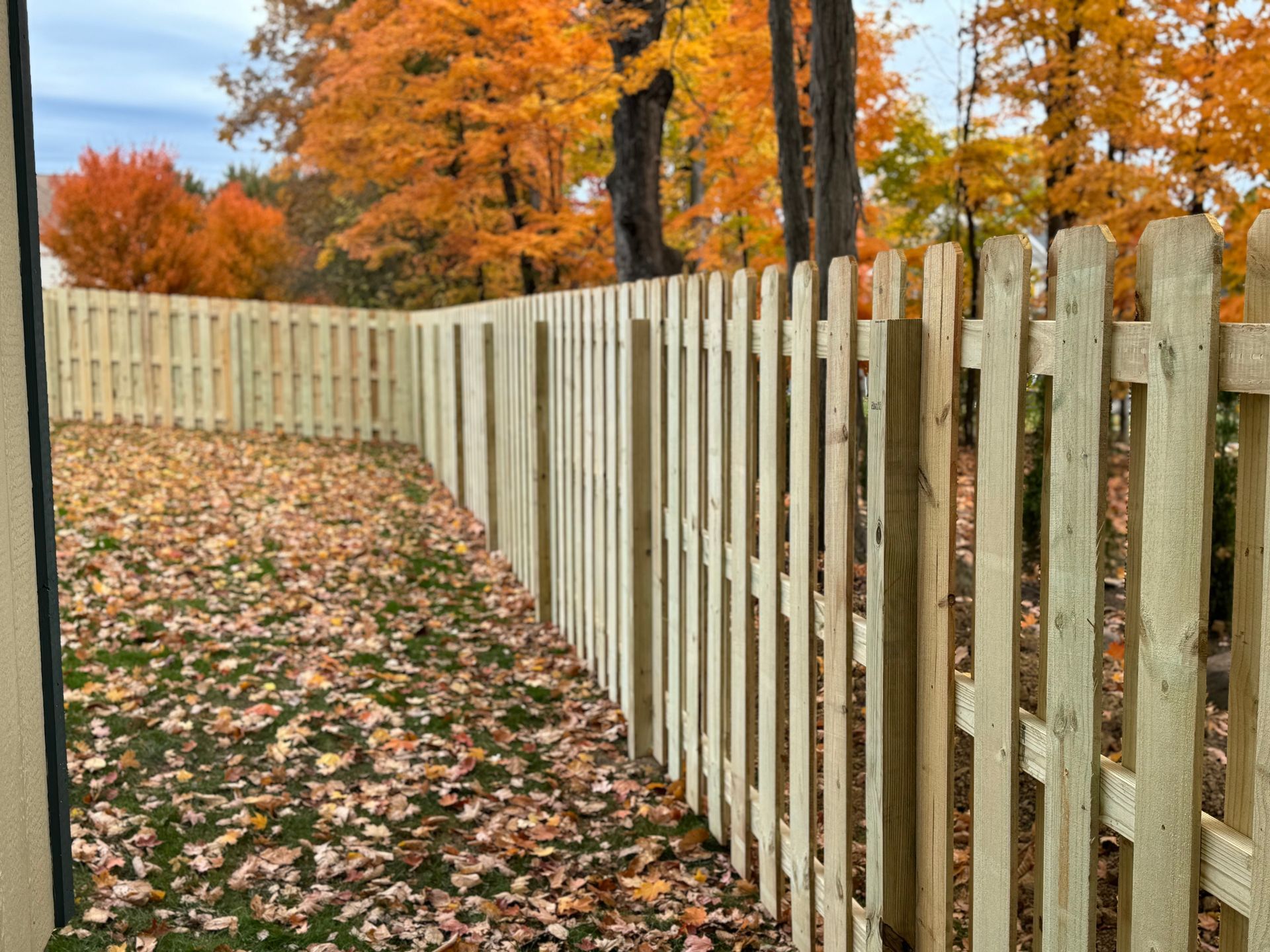 Wooden picket fence in a yard covered with fallen autumn leaves; orange trees in the background.
