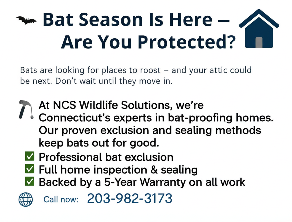 Bat season promo for AT NCS Wildlife Solutions, with bat icon and home symbol, offering exclusion and sealing services.