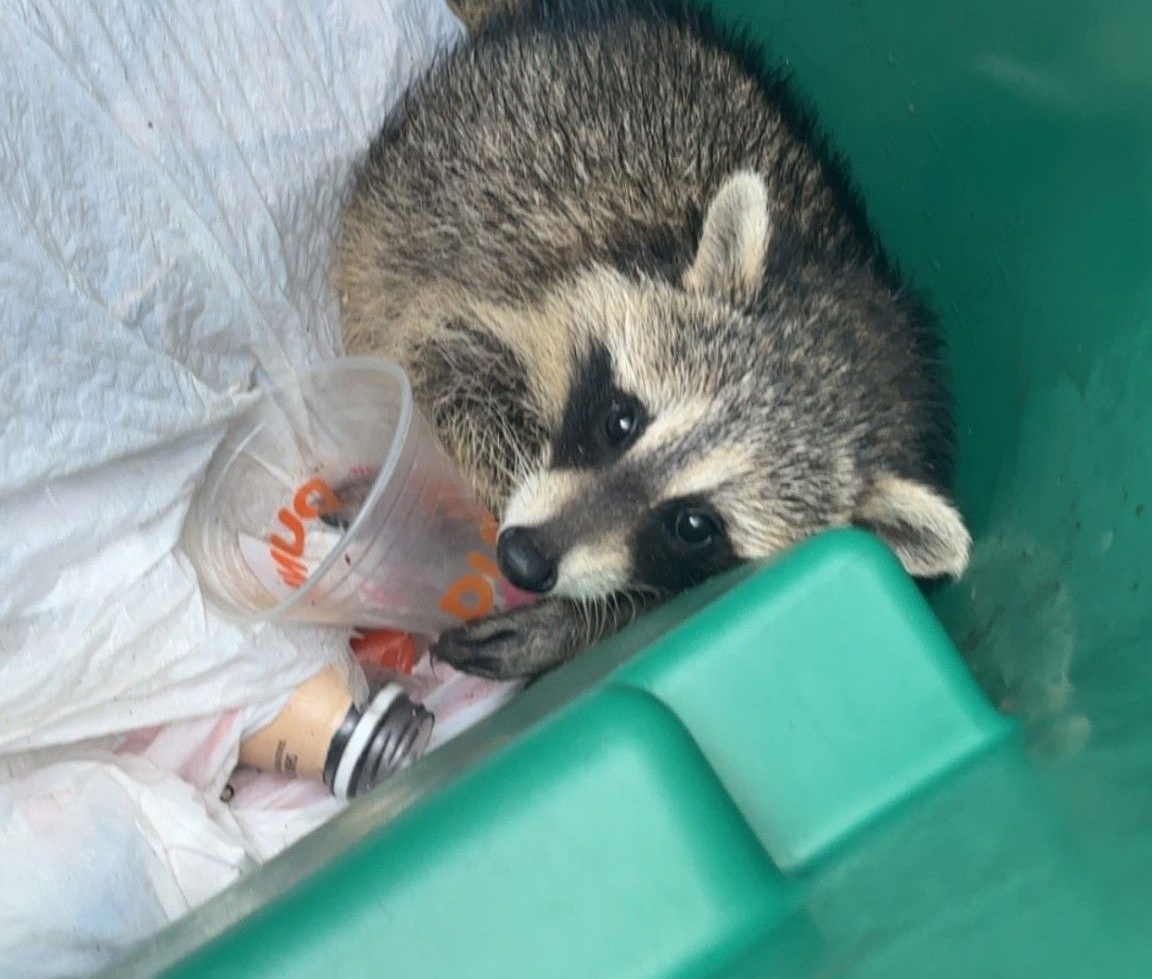 Raccoon curled in a bin beside a plastic cup and white bag, looking asleep or resting.