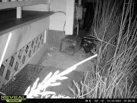 Night-vision view of a building side yard with grass, a concrete path, and bright light glare in the foreground
