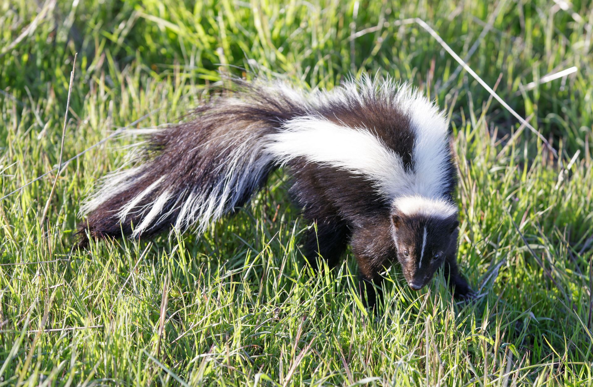 NCS Wildlife Solutions