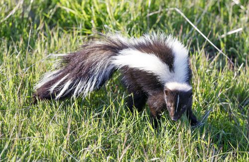 NCS Wildlife Solutions