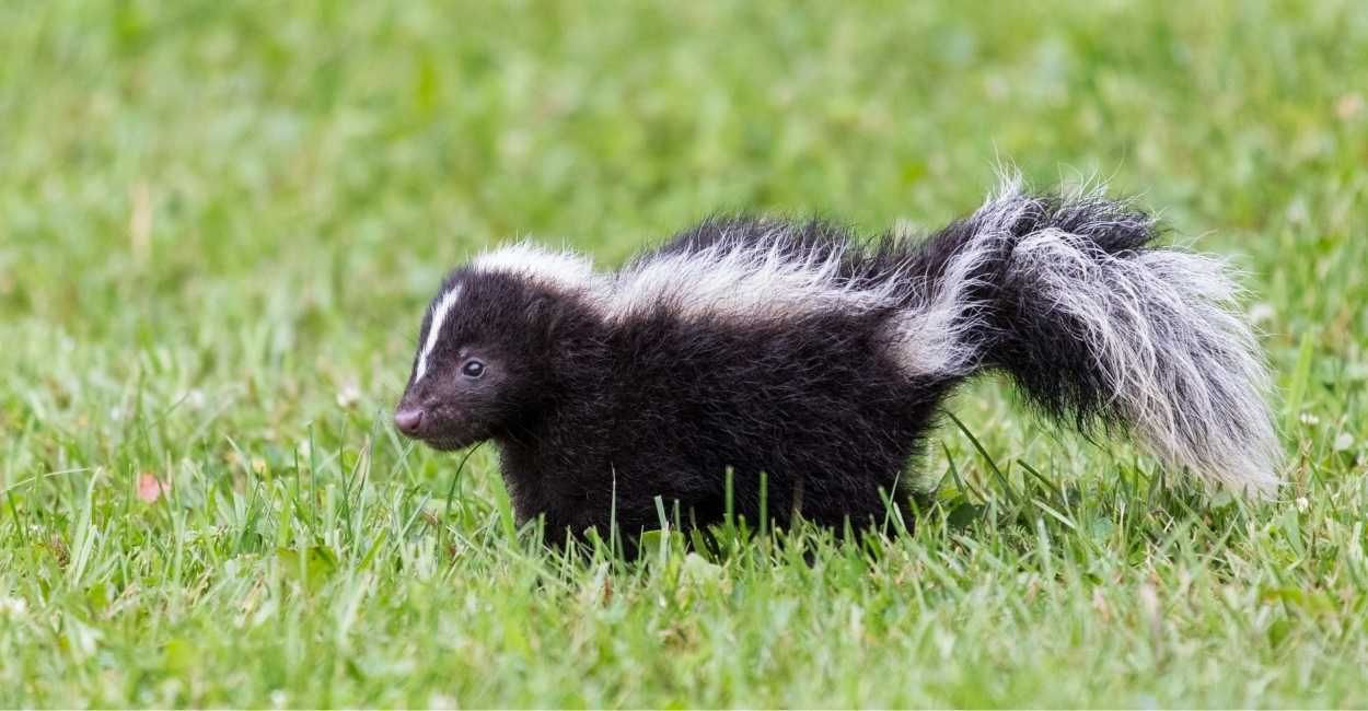 Black skunk with raised white tail standing in green grass
