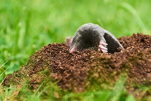 Mole emerging from a dirt mound in green grass