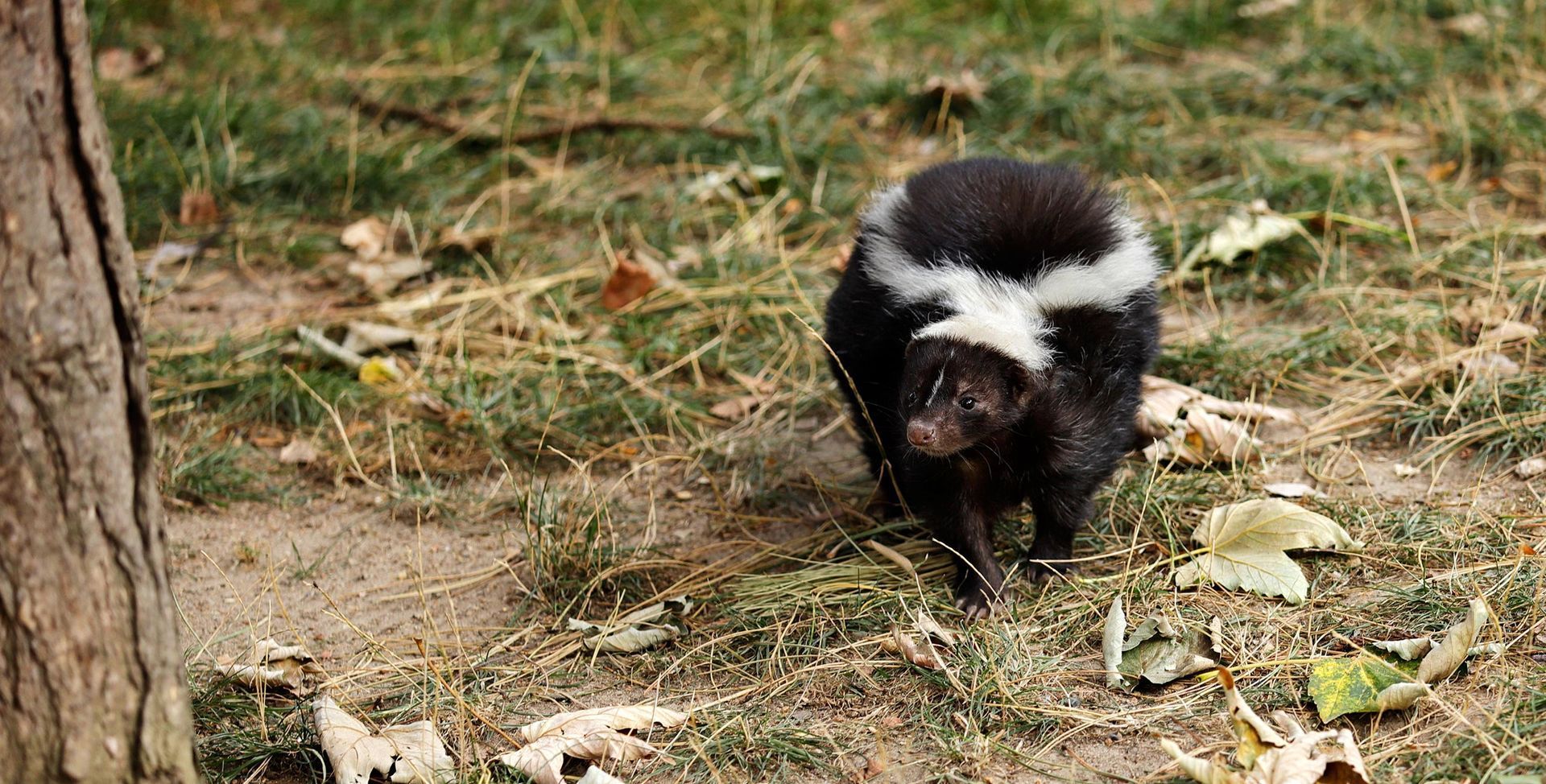 Black-and-white skunk sniffing the ground in a grassy wooded area