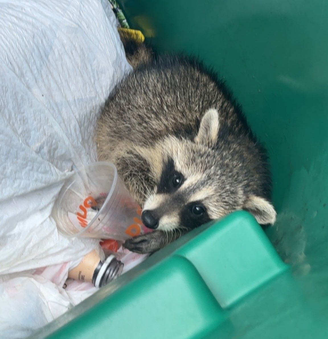 Raccoon curled up in a teal bin beside a white bag and plastic cup