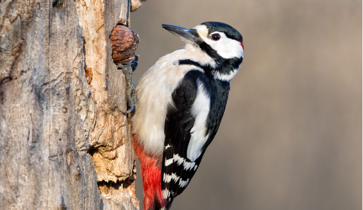 Woodpecker clinging to a tree trunk, black-and-white plumage with red tail feathers.