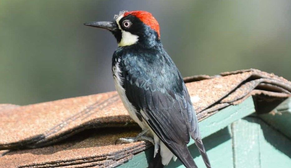 Black woodpecker with red crown perched on a rooftop