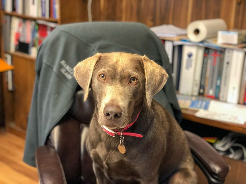 dog sitting on an office chair