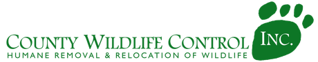 County Wildlife Control Inc - logo
