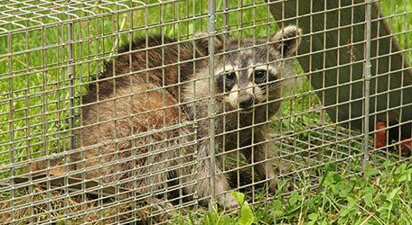 Learn more about humane animal removal Raccoon inside the cage