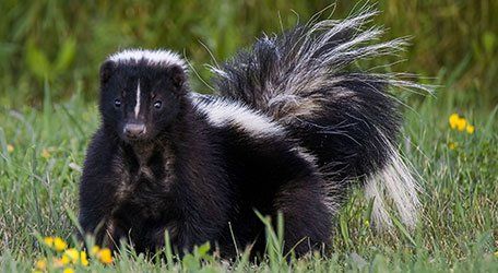 Learn more about skunks Skunk