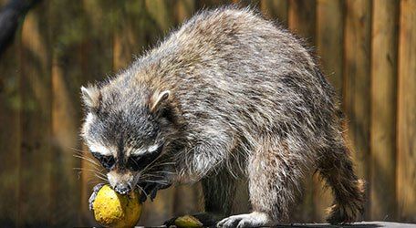Learn more about raccoons Raccoon