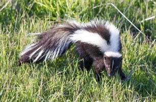 Smelly skunk
