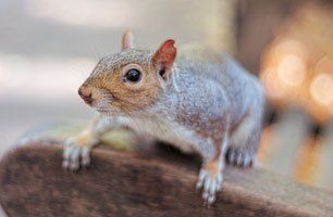 Chipmunk Removal Chicago  Chipmunk Trapping & Control