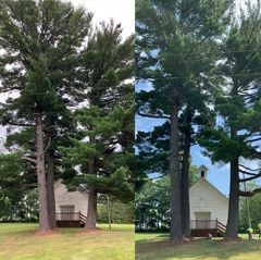 before and after tree pruning
