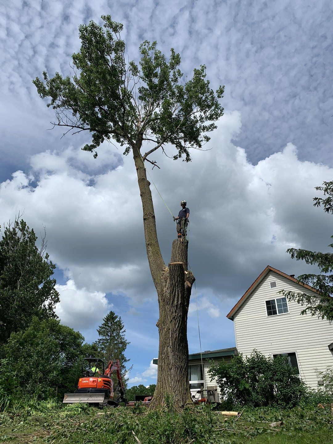 tree removal