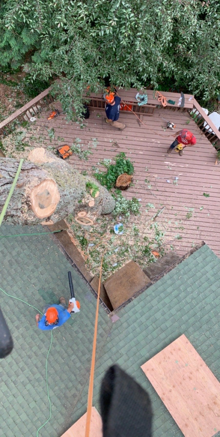 top view of the tree and roof