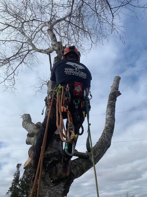 tree service