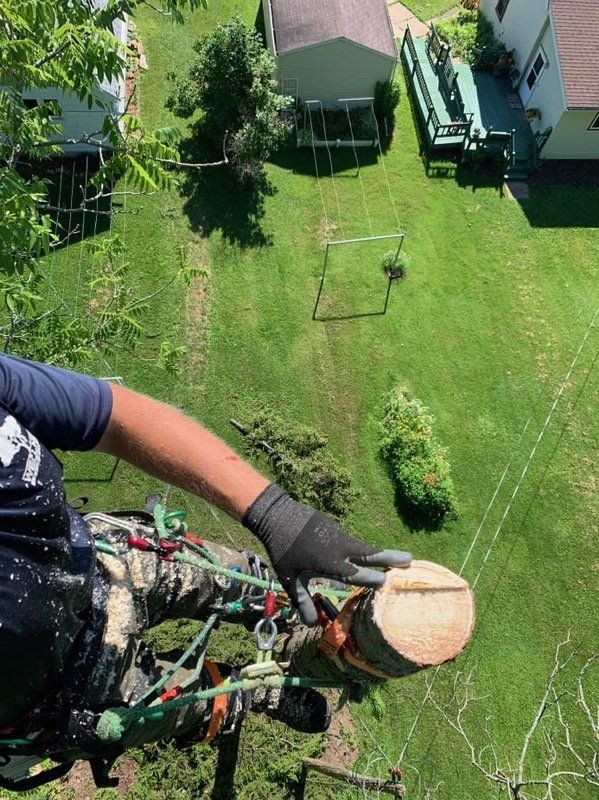 top view of a cut tree