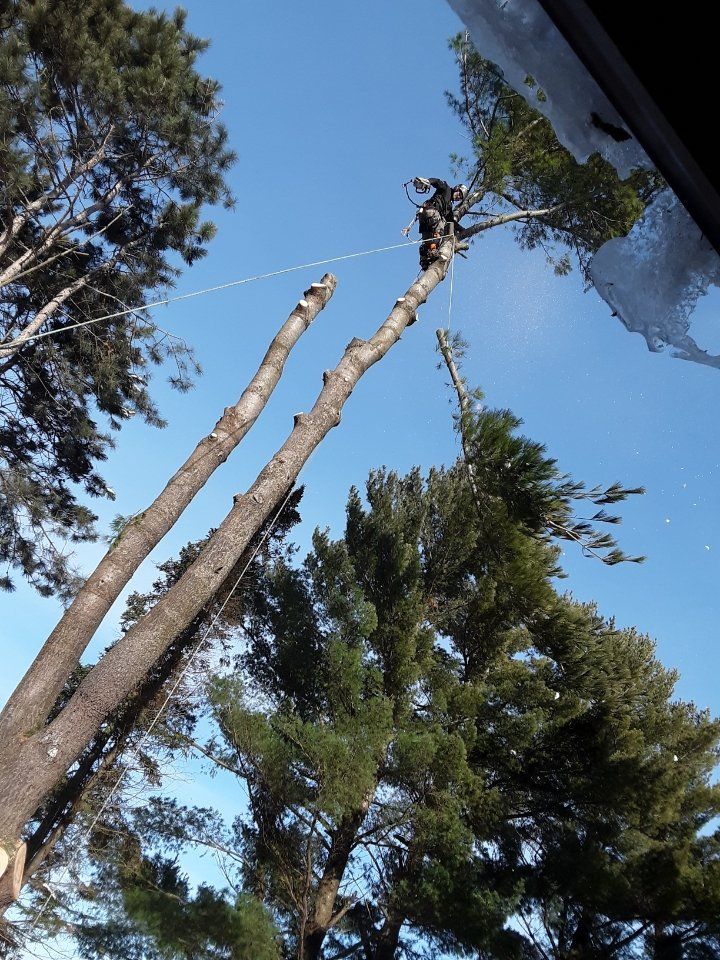 tree service