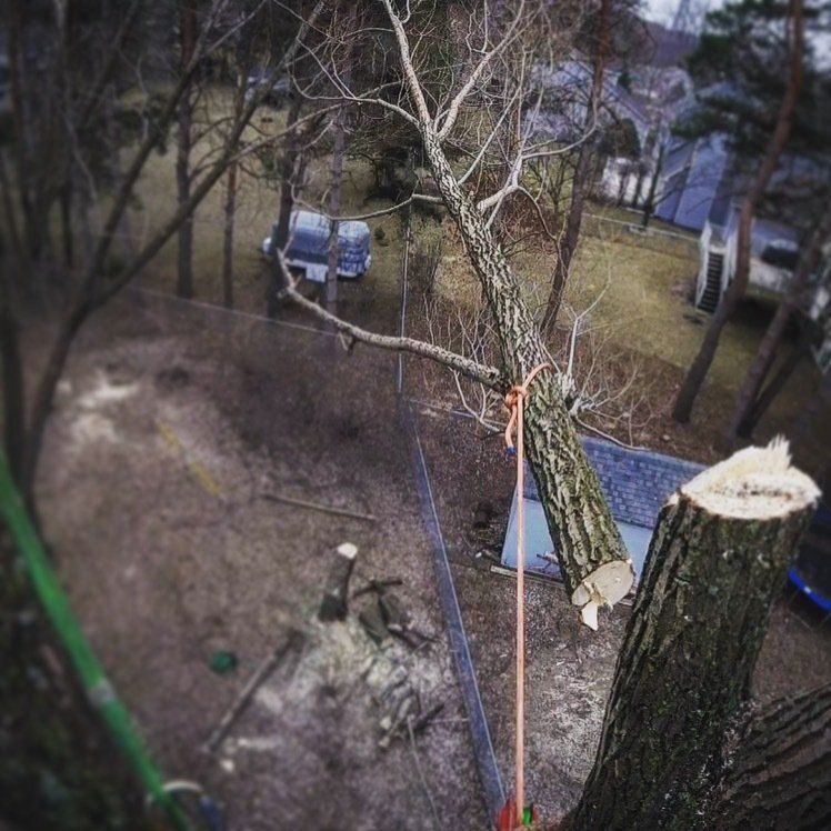 tree removal