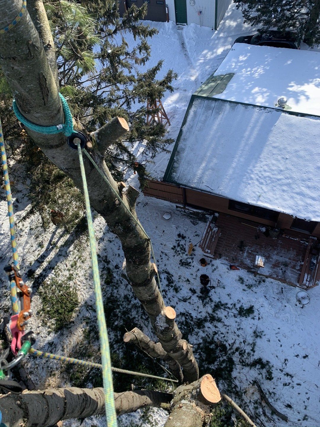 tree removal