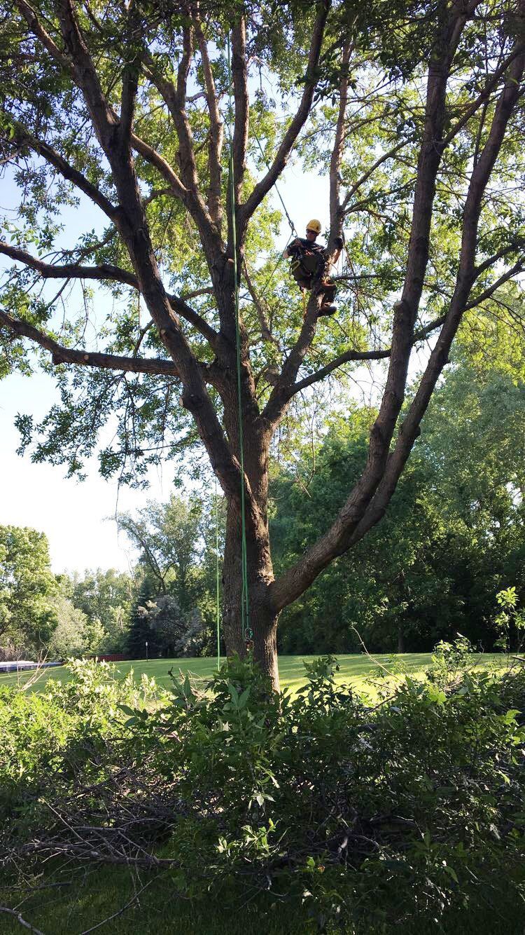tree service